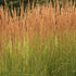 Iarba ornamentală - Calamagrostis acutiflora 'Karl Foerster' - DocaPerene
