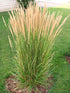 Iarba ornamentală - Calamagrostis acutiflora 'Karl Foerster' - DocaPerene