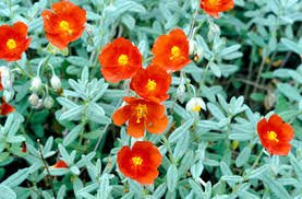 Iarba osului - Helianthemum Fire Dragon - DocaPerene