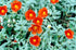 Iarba osului - Helianthemum Fire Dragon - DocaPerene