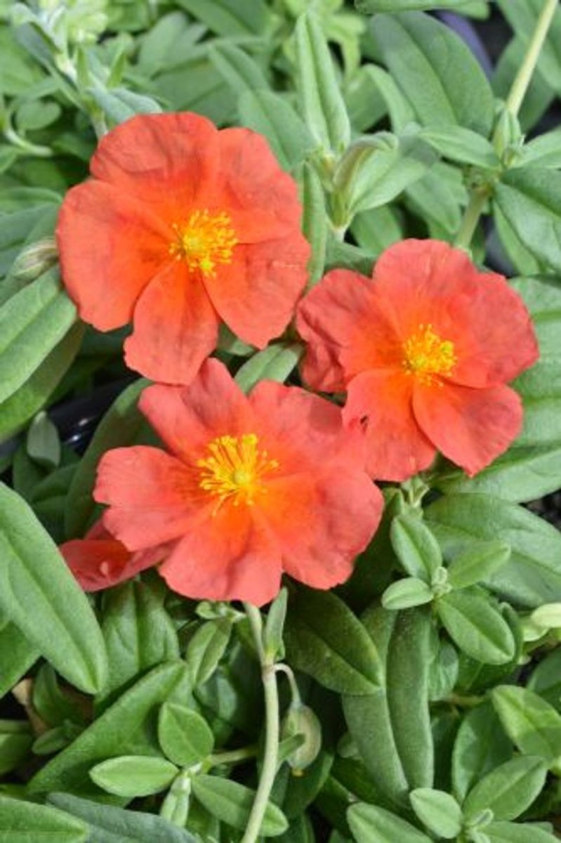 Iarba osului - Helianthemum Fire Dragon - DocaPerene