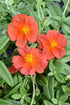 Iarba osului - Helianthemum Fire Dragon - DocaPerene