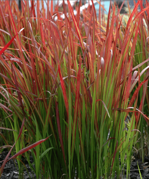 Iarba roșie - Imperata cylindrica 'Red Baron' - DocaPerene