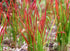 Iarbă roșie - Imperata cylindrica Red Baron - DocaPerene
