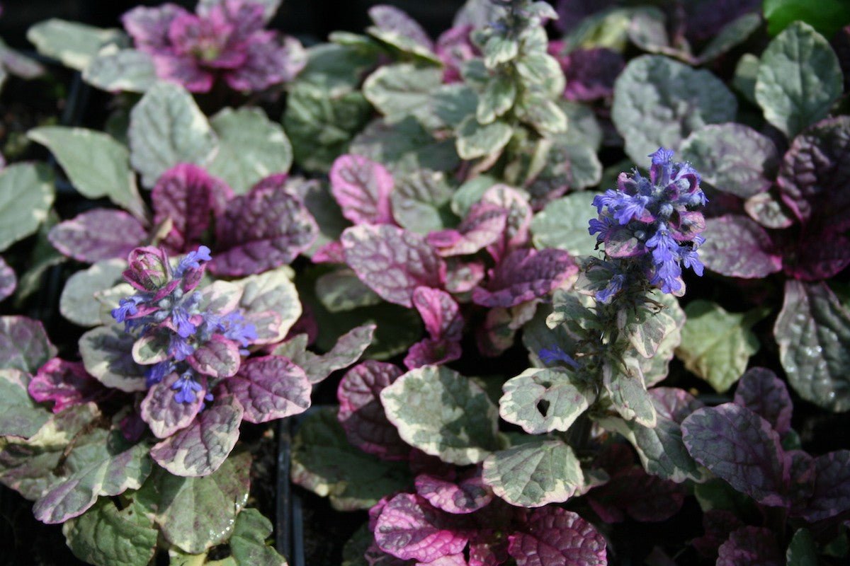 Iarba târâtoare cu frunze pestrițe - Ajuga reptans 'Burgundy Glow' - DocaPerene