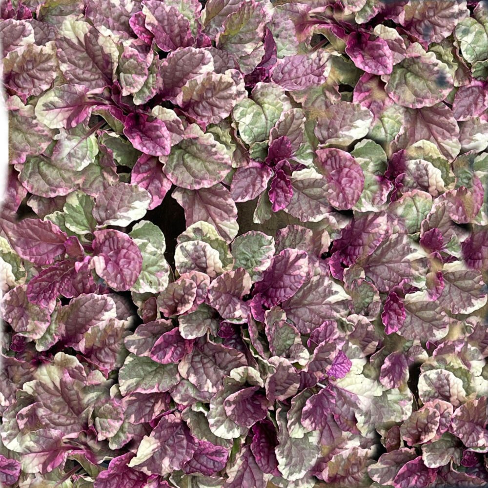 Iarba târâtoare cu frunze pestrițe - Ajuga reptans 'Burgundy Glow' - DocaPerene