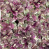 Iarba târâtoare cu frunze pestrițe - Ajuga reptans 'Burgundy Glow' - DocaPerene