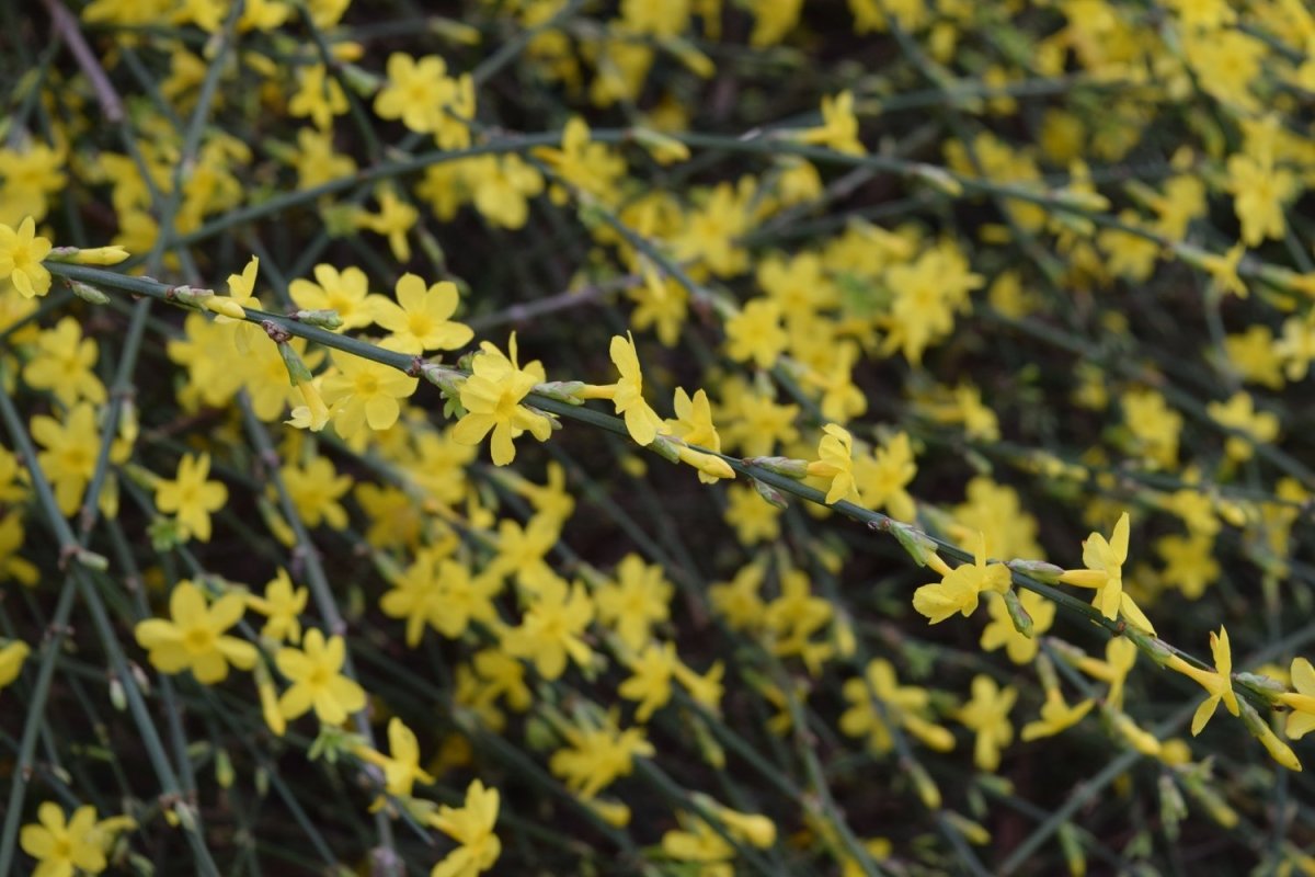 Iasomia de Iarnă - Jasminum nudiflorum - DocaPerene