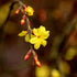 Iasomia de Iarnă - Jasminum nudiflorum - DocaPerene