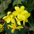 Iasomia de Iarnă - Jasminum nudiflorum - DocaPerene
