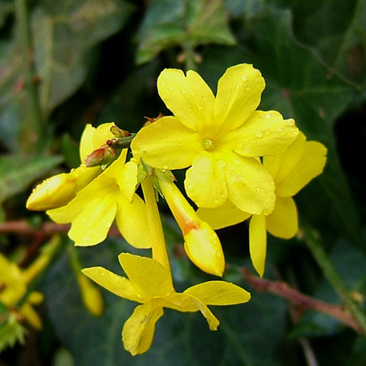 Iasomia de Iarnă - Jasminum nudiflorum