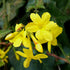 Iasomia de Iarnă - Jasminum nudiflorum