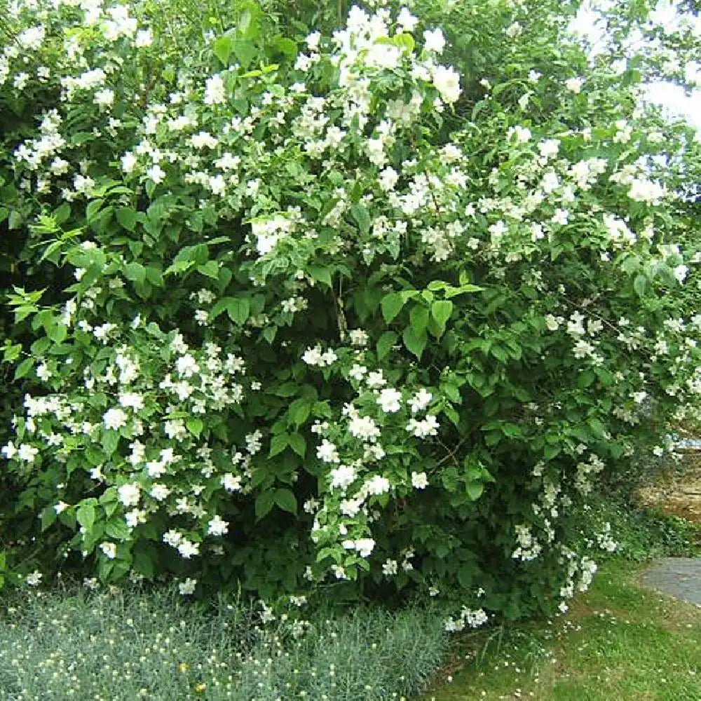 Iasomie - Philadelphus coronarius - DocaPerene