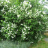 Iasomie - Philadelphus coronarius - DocaPerene