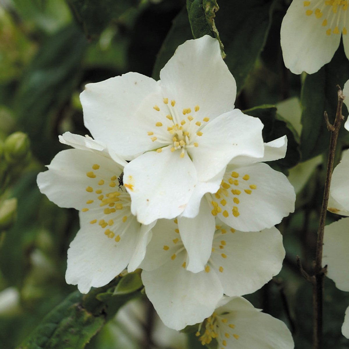 Iasomie - Philadelphus coronarius - DocaPerene