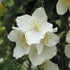 Iasomie - Philadelphus coronarius - DocaPerene
