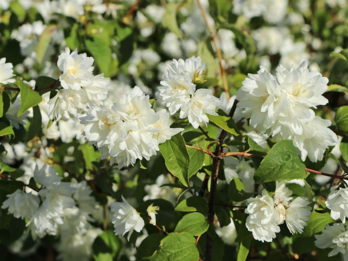 Iasomie - Philadelphus 'Schneesturm' - DocaPerene