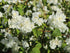 Iasomie - Philadelphus 'Schneesturm' - DocaPerene
