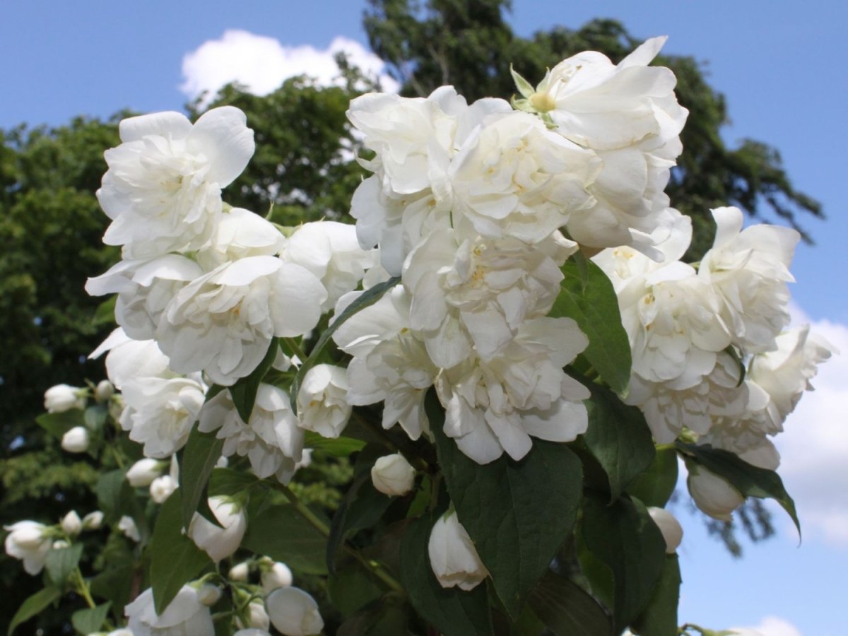 Iasomie - Philadelphus 'Schneesturm' - DocaPerene