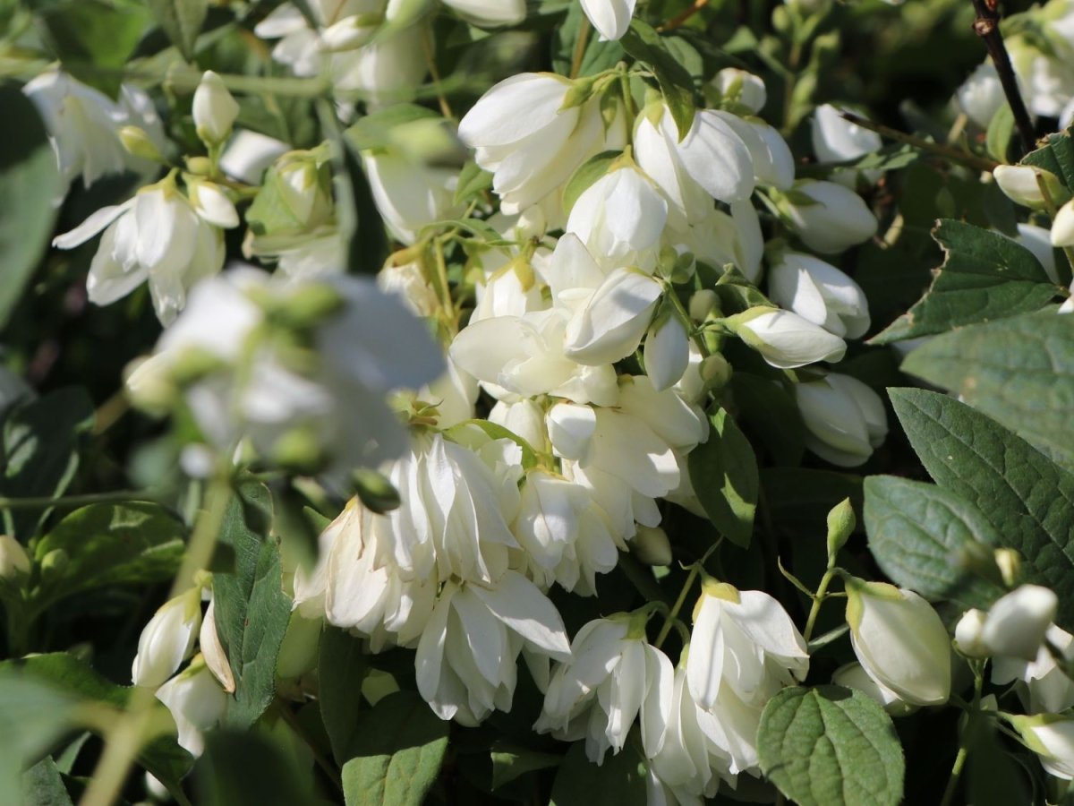 Iasomie - Philadelphus 'Schneesturm' - DocaPerene