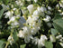 Iasomie - Philadelphus 'Schneesturm' - DocaPerene