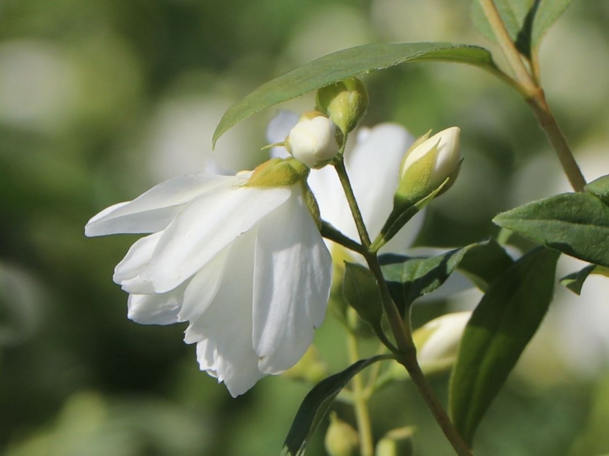 Iasomie - Philadelphus 'Schneesturm' - DocaPerene