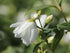 Iasomie - Philadelphus 'Schneesturm' - DocaPerene