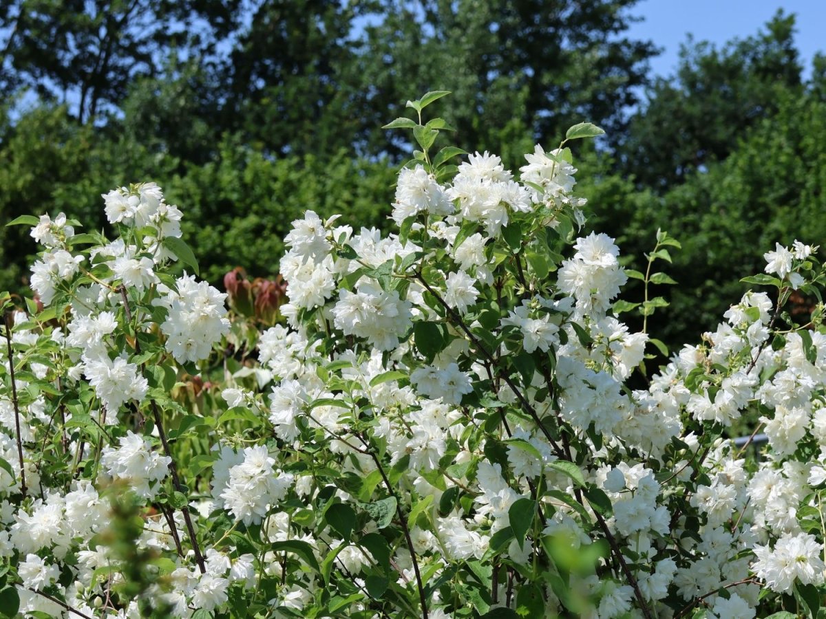 Iasomie - Philadelphus 'Schneesturm' - DocaPerene
