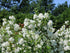 Iasomie - Philadelphus 'Schneesturm' - DocaPerene