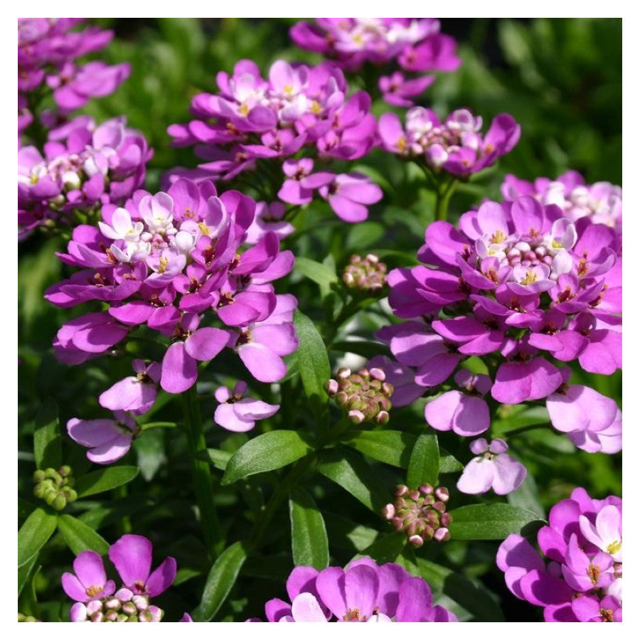 Lilicel - Iberis sempervirens Absolutely Amethyst