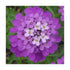 Lilicel - Iberis sempervirens Absolutely Amethyst