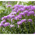 Lilicel - Iberis sempervirens Absolutely Amethyst