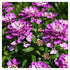 Lilicel - Iberis sempervirens Absolutely Amethyst