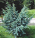 Ienupăr albastru - Juniperus chinensis 'Blue Alps' - DocaPerene