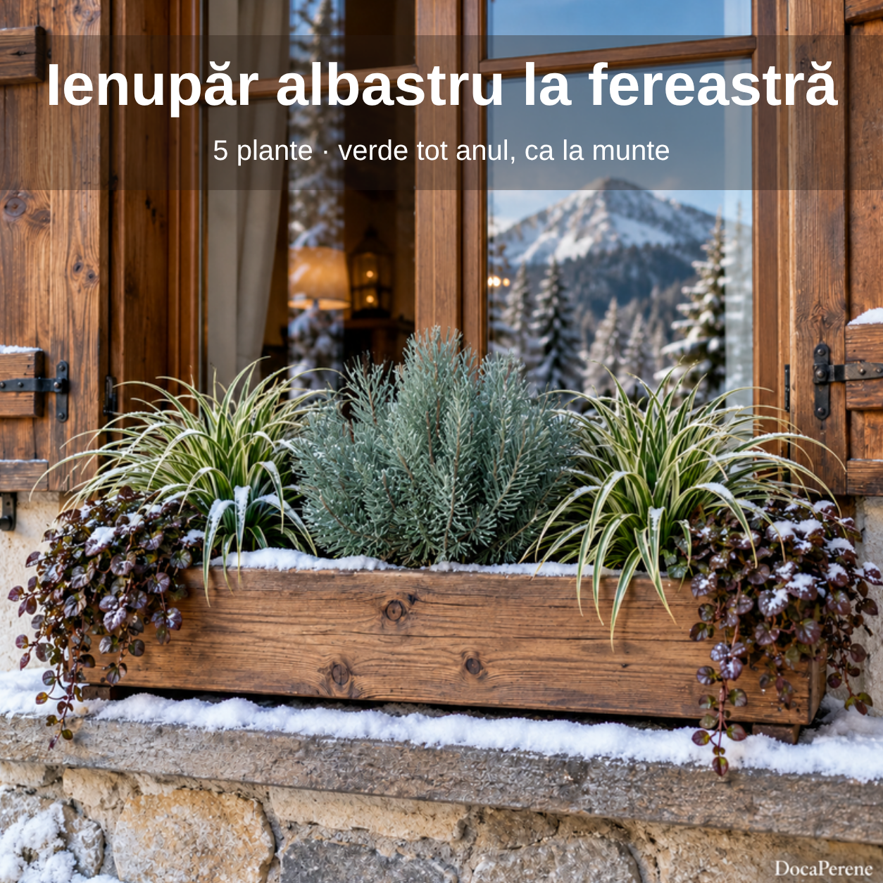 Ienupăr albastru la fereastră – jardinieră cu ienupăr, rogoz și vinețică