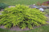 Ienupăr auriu - Juniperus pfitzeriana 'Aurea - DocaPerene