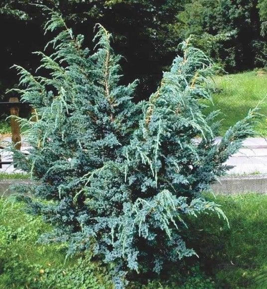 Ienupăr albastru - Juniperus chinensis 'Blue Alps'