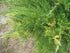 Ienupăr târâtor - Juniperus chinensis 'Izabelin' - DocaPerene