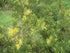 Ienupăr târâtor - Juniperus chinensis 'Izabelin' - DocaPerene