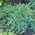 Ienupăr târâtor - Juniperus conferta 'Schlager' - DocaPerene