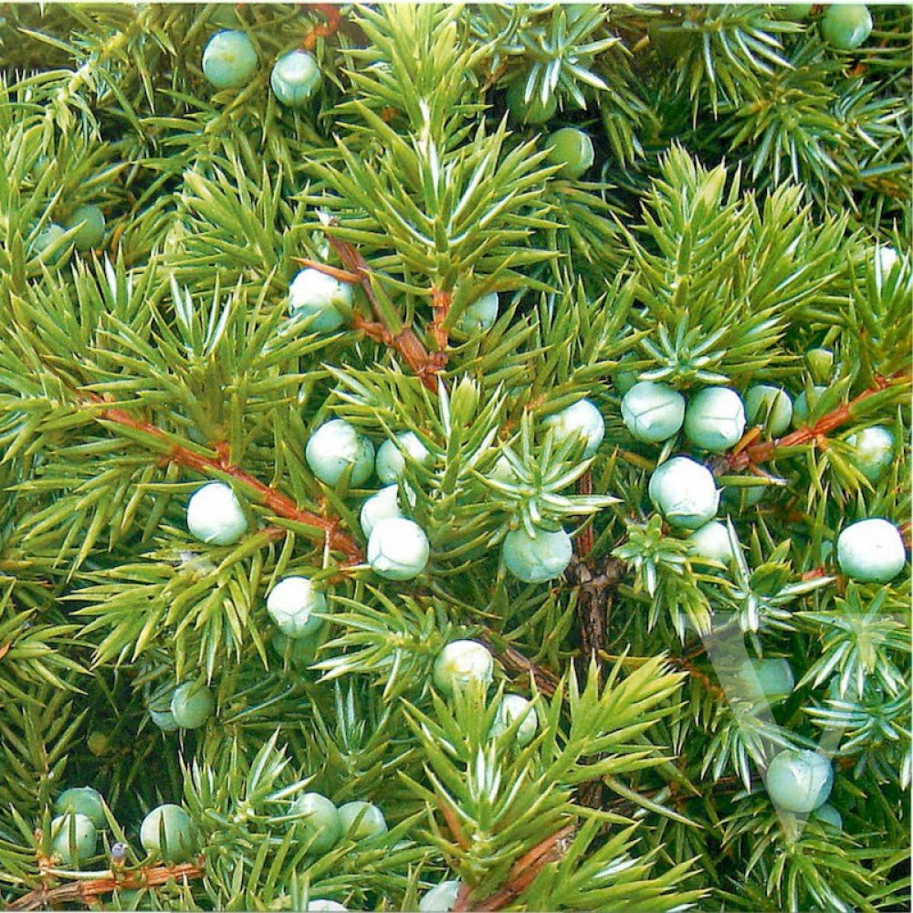 Ienupăr târâtor - Juniperus conferta 'Schlager' - DocaPerene