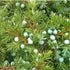 Ienupăr târâtor - Juniperus conferta 'Schlager' - DocaPerene