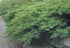 Ienupăr târâtor - Juniperus sabina 'Rockery Gem' - DocaPerene