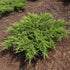 Ienupăr târâtor - Juniperus sabina Rockery Gem - DocaPerene