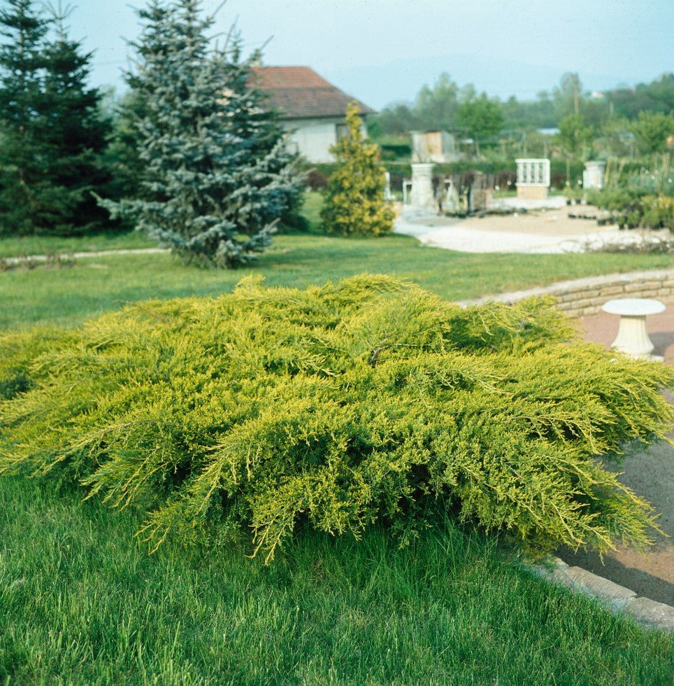Ienupăr târâtor - Juniperus x media 'Gold Coast' - DocaPerene