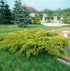 Ienupăr târâtor - Juniperus x media 'Gold Coast' - DocaPerene