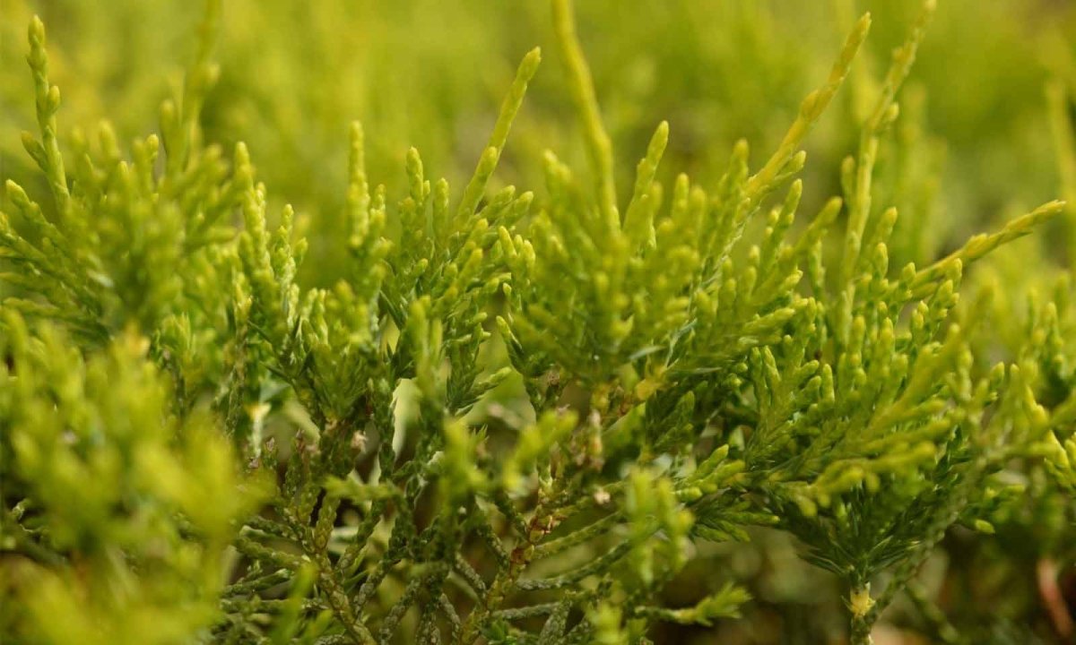 Ienupăr târâtor – Juniperus × media Gold Coast