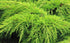 Ieunupăr 'Old Gold' - Juniperus pfitzeriana 'Old Gold' - DocaPerene