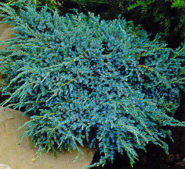 Ienupăr târâtor - Juniperus squamata Blue Carpet - DocaPerene