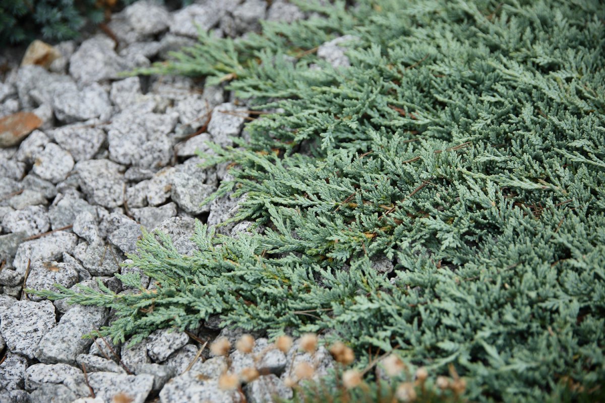Ienupăr târâtor pitic albastru - Juniperus horizontalis Wiltonii - DocaPerene